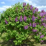 Syringa vulgaris 'Professor Hoser' - Világos kékes-lilás