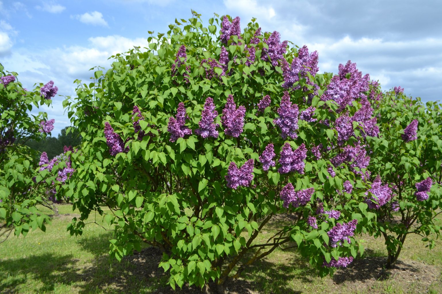 Syringa vulgaris 'Professor Hoser' - Világos kékes-lilás