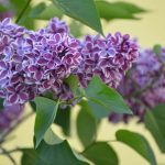 Syringa vulgaris 'Sensation' - Tarka szirmú orgona