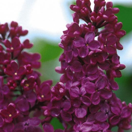 Syringa_vulgaris_‘Andenken_an_Ludwig_Spath_–_kerti_orgona Syringa vulgaris 'Charles Joly' Liláskék orgona