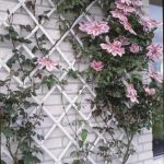 Színezett fa futtatórács fehér 1 x 2 m