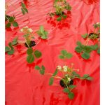 Takarófólia EPERHEZ   piros