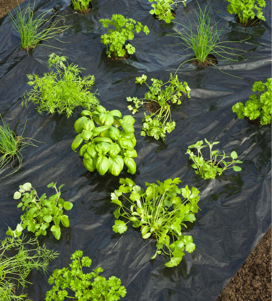 Takarofolia_GYoGYNoVeNYEKHEZ_fekete_20_mikron_100x60mm-095x5m_ultetesi_lyukakkal Takarófólia GYÓGYNÖVÉNYEKHEZ fekete 20 mikron 100x60mm-0