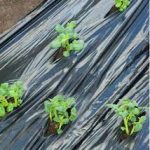 Takarófólia KIS ZÖLDSÉGEKHEZ fekete 20 mikron175x45mm 0