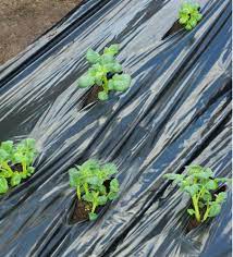 Takarófólia NAGY ZÖLDSÉGEKHEZ fekete