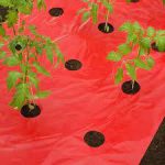 Takarófólia PARADICSOMHOZ  piros