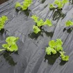 Takarófólia SALÁTÁHOZ fekete 20 mikron 45x60mm-0