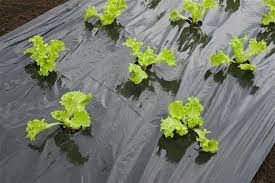 Takarófólia SALÁTÁHOZ fekete 20 mikron 45x60mm-0