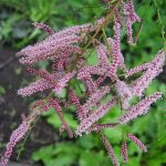Tamarix ramosissima -