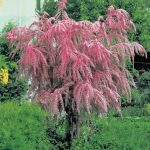 Tamarix tetrandra - Tamariska