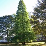 Taxodium distichum -