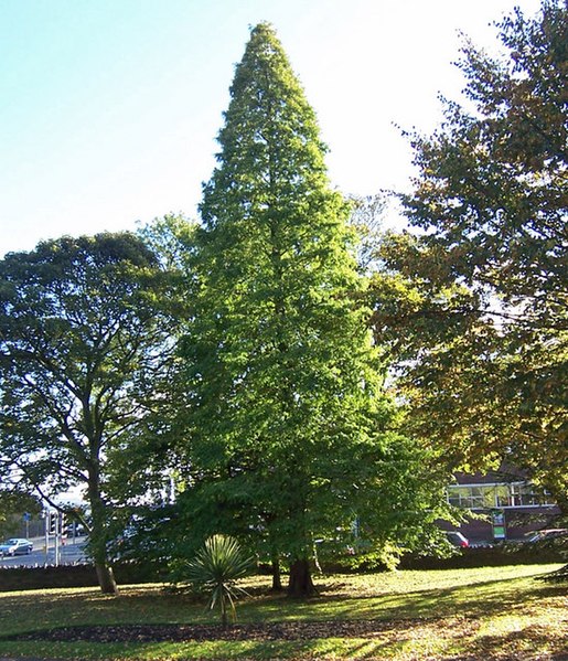 Taxodium_distichum_-_ Taxodium distichum -