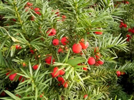Taxus baccata - Közönséges tiszafa