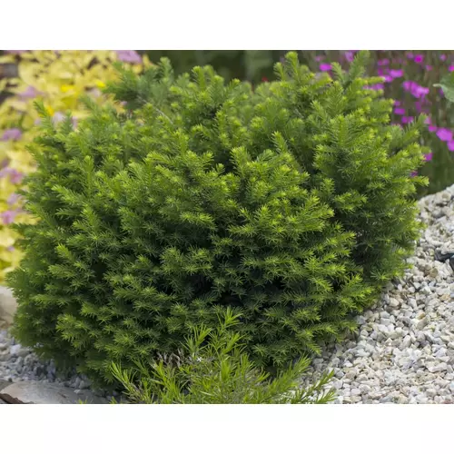 Taxus_baccata_Anna_-_Torpe_gomb_tiszafa Taxus baccata 'Anna' - Törpe