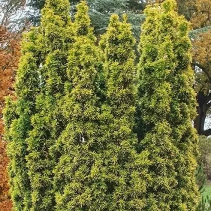 Taxus baccata 'Dawid' - Sárga levelű oszlopos tiszafa (hímivarú)