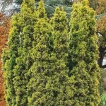 Taxus baccata 'Dawid' - Sárga levelű oszlopos tiszafa (hímivarú)