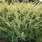 Taxus baccata 'Elegantissima' - Sárga levelű tiszafa