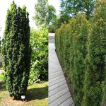 Taxus baccata 'Fastigiata' - Zöld levelű oszlopos tiszafa