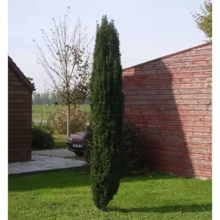 Taxus baccata 'Fastigiata Robusta' - Zöld levelű oszlopos tiszafa
