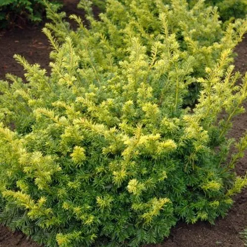 Taxus_baccata_Golden_Carol_-_Sarga_levelu_terulo_tiszafa Taxus baccata 'Golden Carol'® - Sárga levelű terülő tiszafa