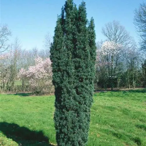 Taxus_baccata_Green_Rocket_-_Oszlopos_tiszafa Taxus baccata 'Green Rocket' - Oszlopos tiszafa