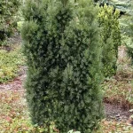 Taxus baccata 'Overeynderi' - Kúp alakú tiszafa