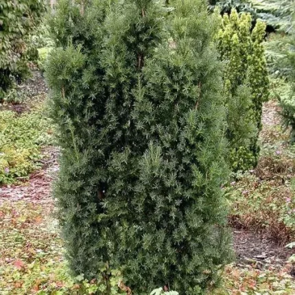 Taxus baccata 'Overeynderi' - Kúp alakú tiszafa