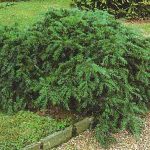 Taxus baccata 'Repandens' - Talajtakaró tiszafa