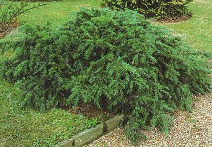 Taxus baccata 'Repandens' - Talajtakaró tiszafa
