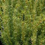 Taxus x media 'Fairview' -