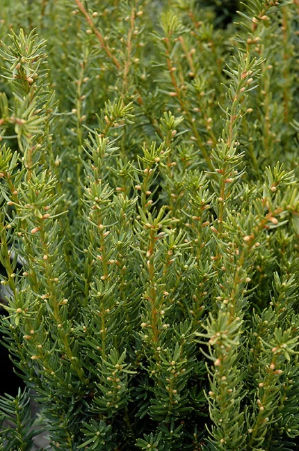 Taxus x media 'Fairview' -