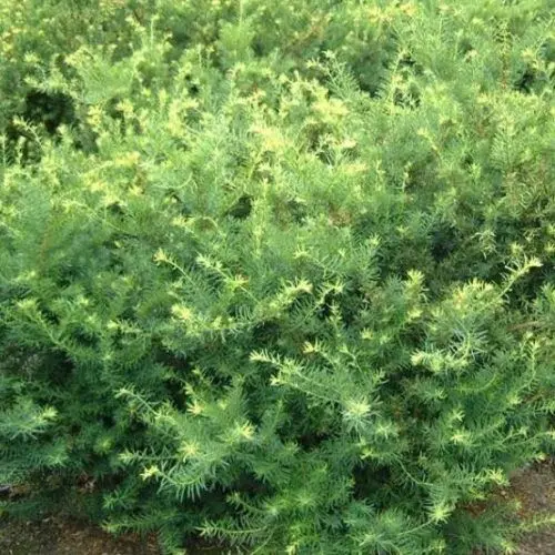 Taxus_x_media_Farmen_-_Bokros_tiszafa Taxus × media 'Farmen' - Bokros tiszafa