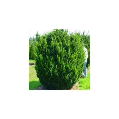 Taxus × media 'Groenland' - Bokros tiszafa