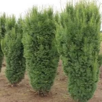 Taxus × media 'Hicksii' - Oszlopos tiszafa (nőivarú)
