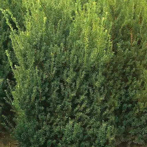 Taxus_x_media_Hillii_-_Oszlopos_tiszafa_himivaru Taxus × media 'Hillii' - Oszlopos tiszafa (hímivarú)
