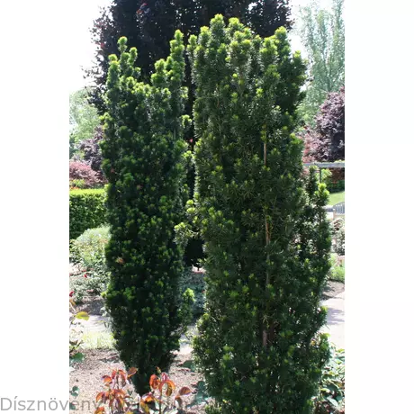 Taxus_x_media_Kazio_-_Oszlopos_kiszelesedo_tiszafa_himivaru Taxus x media 'Kazio'® - Oszlopos