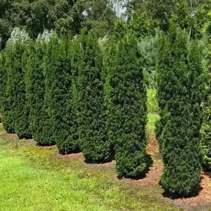 Taxus x media 'Stricta Viridis' - Oszlopos tiszafa (hímivarú)