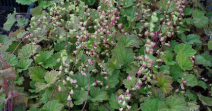Tellima grandiflora 'Rubra' (Csészerojt)