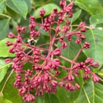 Tetradium danielii hupehensis -