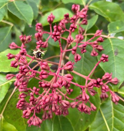 Tetradium danielii hupehensis -