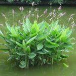 Thalia dealbata Vízigyömbér kerti tavi növény