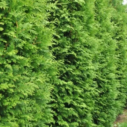 Thuja occidentalis 'Brabant' - Zöld nyugati tuja