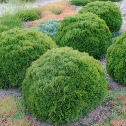 Thuja occidentalis 'Danica'(imp.) - Törpe gömbtuja