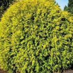Thuja occidentalis 'Golden Globe' - Sárga gömbtuja