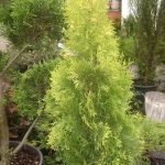 Thuja occidentalis 'Jantar' ® - Sárga oszlopos tuja