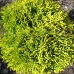 Thuja occidentalis 'Miriam'® - Sárga gömbtuja