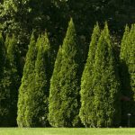 Thuja occidentalis 'Smaragd' - Nyugati  oszlopos tuja