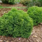Thuja occidentalis 'Tiny Tim' - Törpe gömbtuja