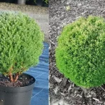 Thuja occidentalis 'Woodwardii' - Gömbtuja