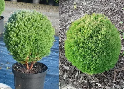 Thuja occidentalis 'Woodwardii' - Gömbtuja